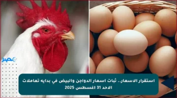استقرار الأسعار.. ثبات أسعار الدواجن والبيض في بداية تعاملات الأحد 31 أغسطس 2025